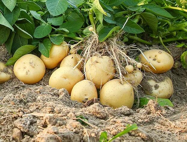 土豆的功能与营养价值